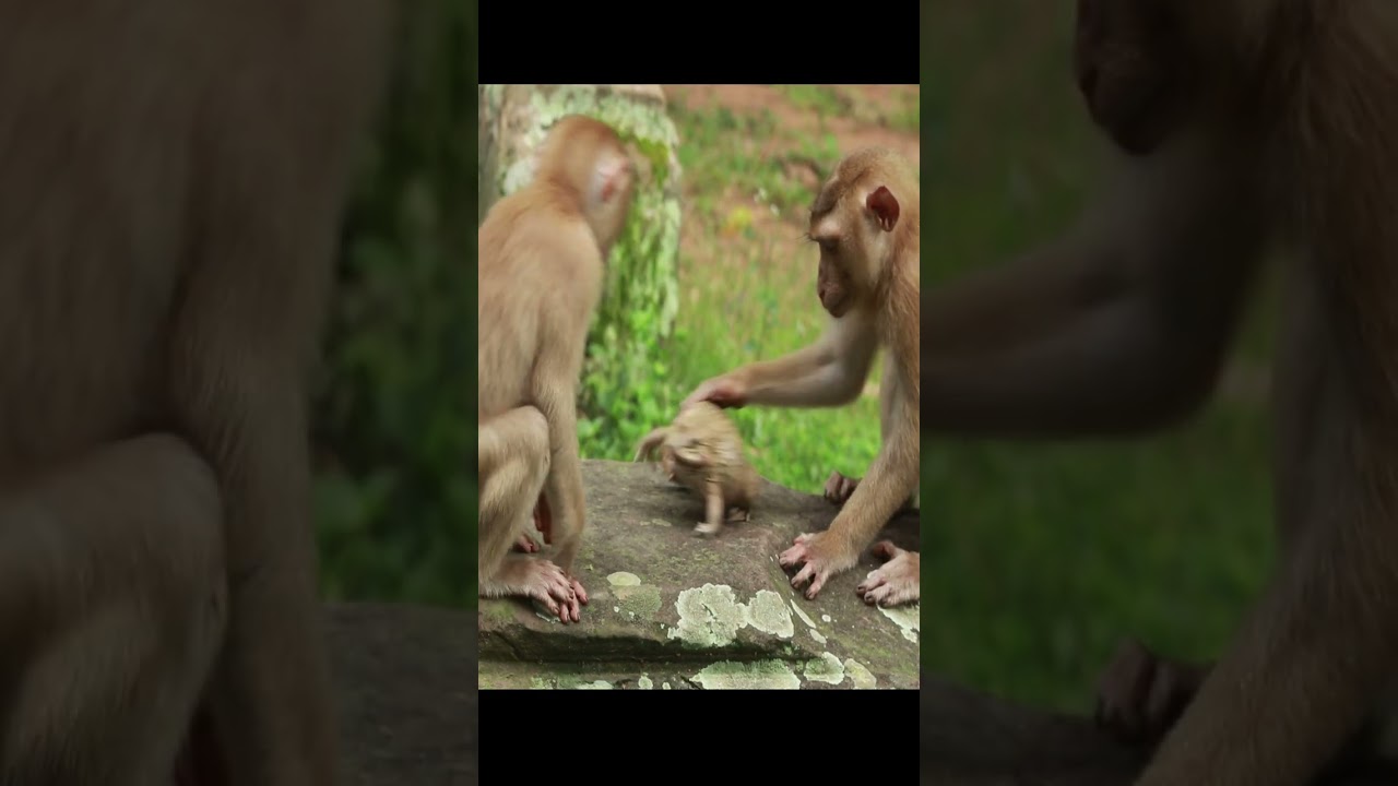 Amber Monkey playing with bullfrog 