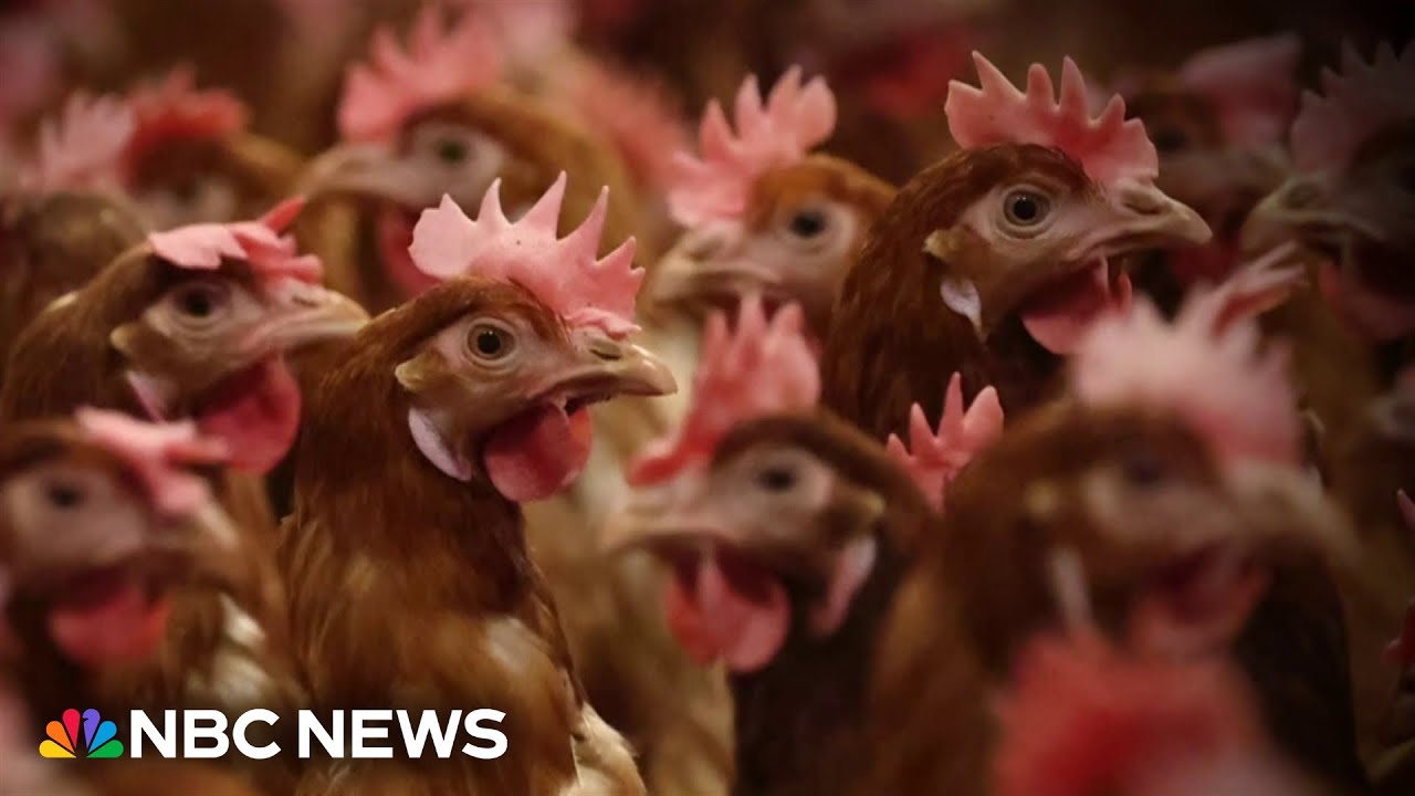CDC urges faster testing to find human bird flu cases