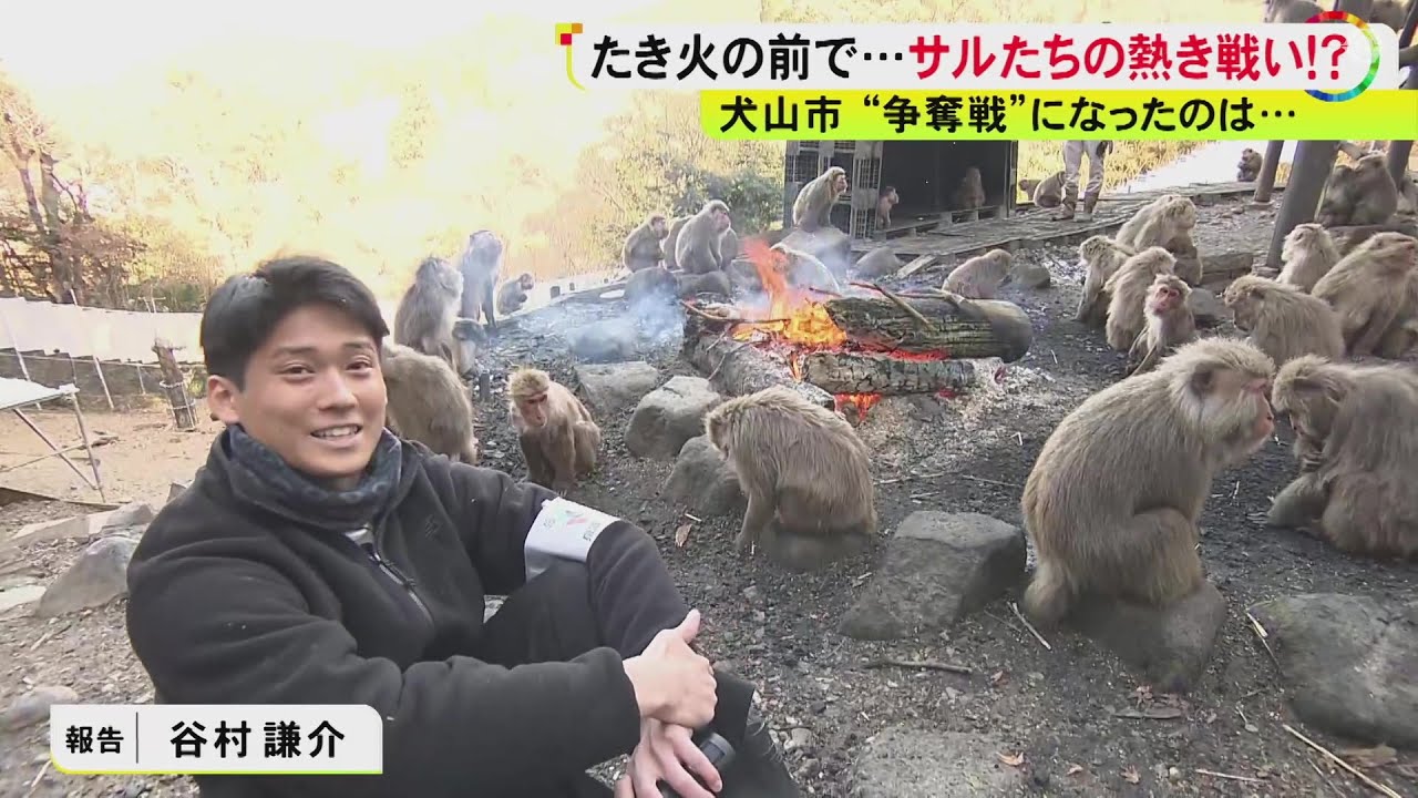 石に叩きつけて柔らかく…サルのために焚火でつくった20キロもの焼き芋 100匹超による熾烈な争奪戦に