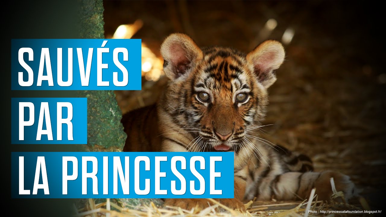 Des animaux maltraités sauvés par une princesse