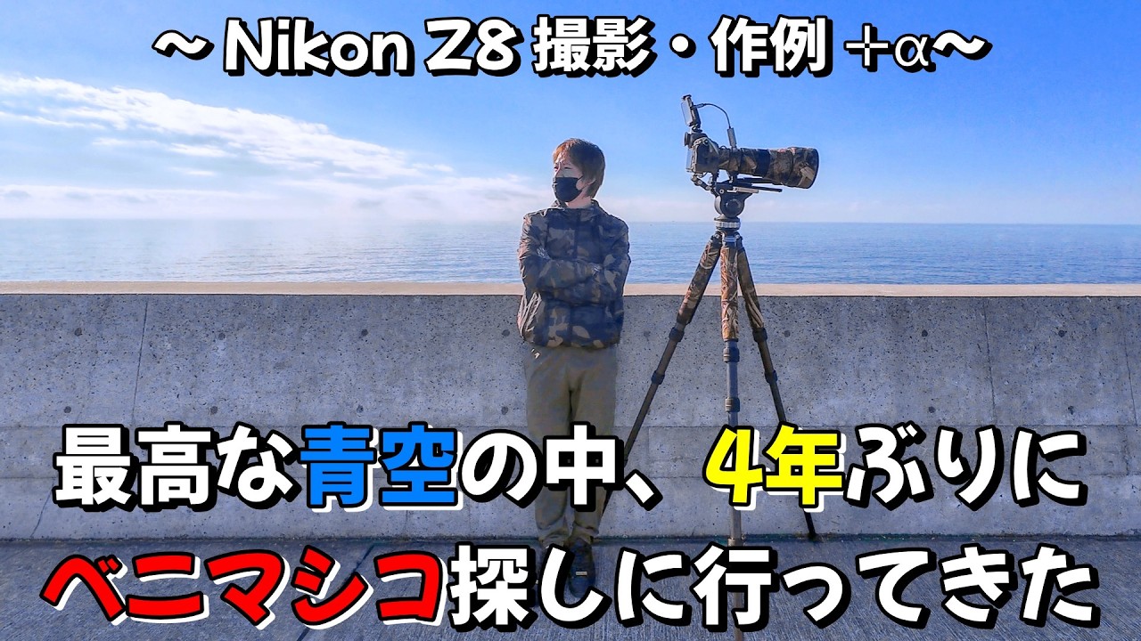【最高な青空の中ベニマシコを探しに行ってきた】～Nikon Z8 撮影・作例～ #野鳥撮影 #バードウォッチング #ベニマシコ #ホウジロ #ジョウビタキ #ニコン #nikon  #z8 #D850