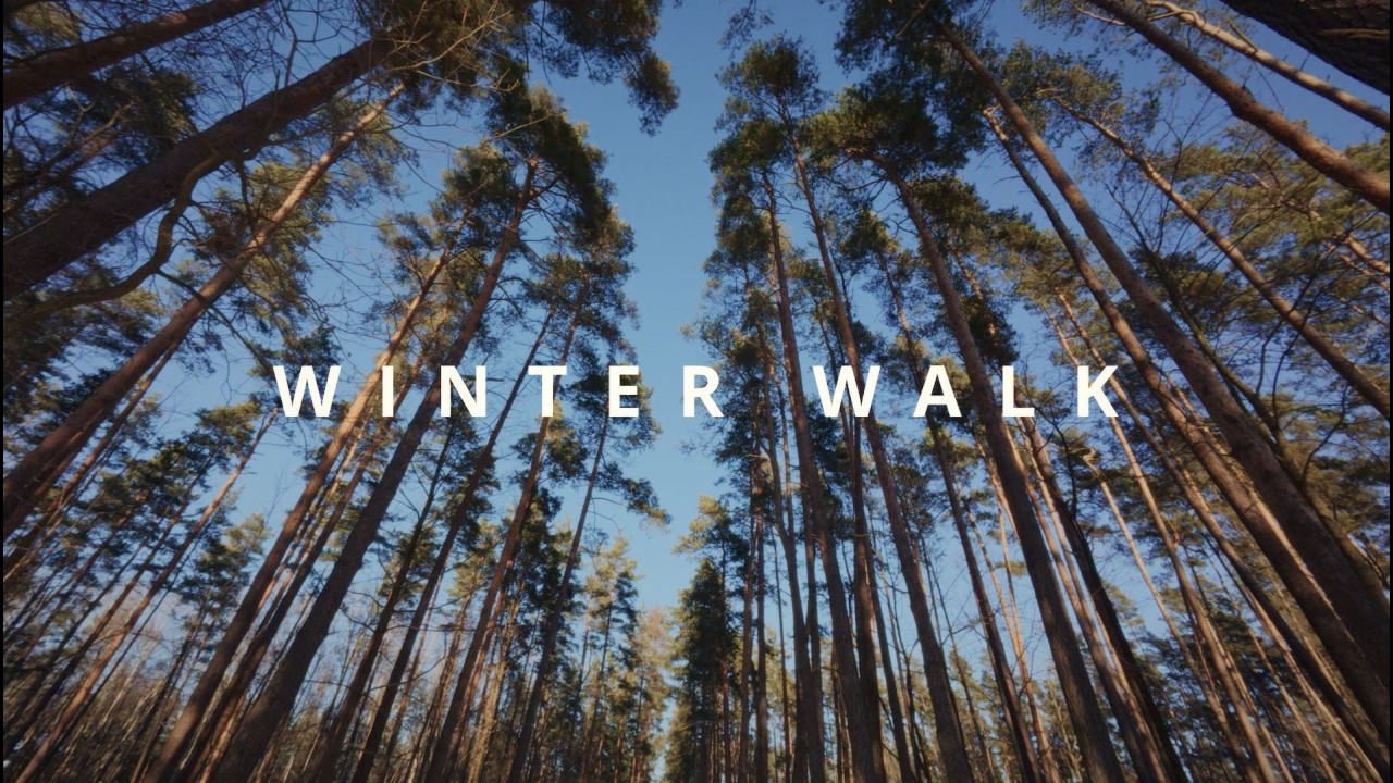 Winter Walk | A Peaceful Walk in the Sunny Snowy Forest