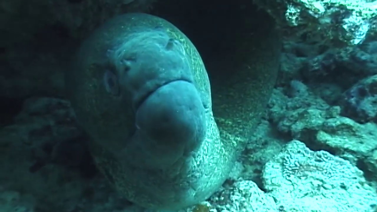 Maui Marine Life 2019