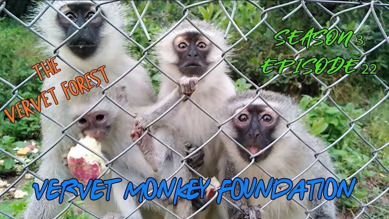 Meet the Mongoose , 