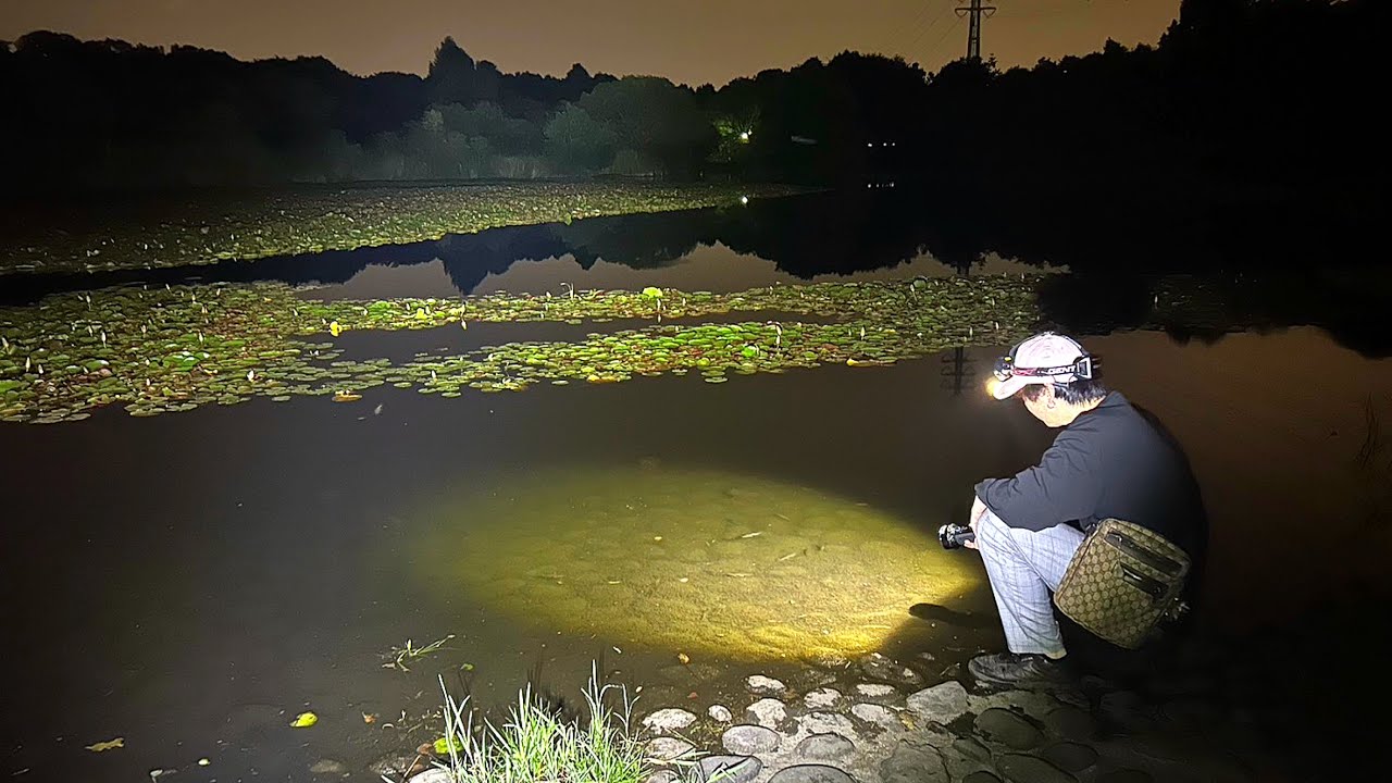 公園で散歩するだけで出会える美しい生物たちを紹介します