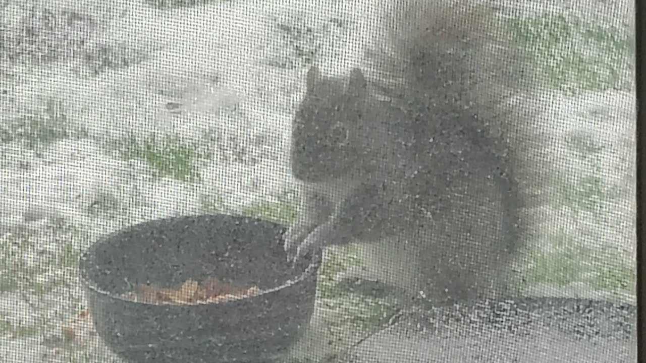 squirrel's on my balcony with pancake and waffles,on this rainy day