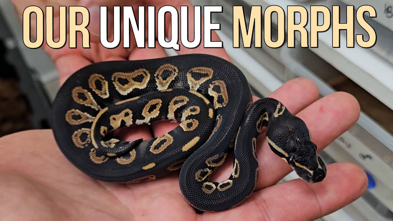 DINKER DINKER DINKER ! 🍈 🍑🔥 🦍 #ballpython
