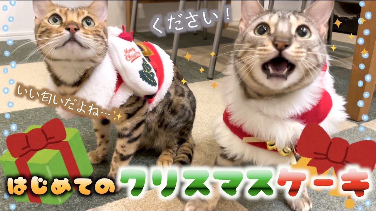 人(猫)生初のクリスマスケーキにかぶり付くルトとロゼ