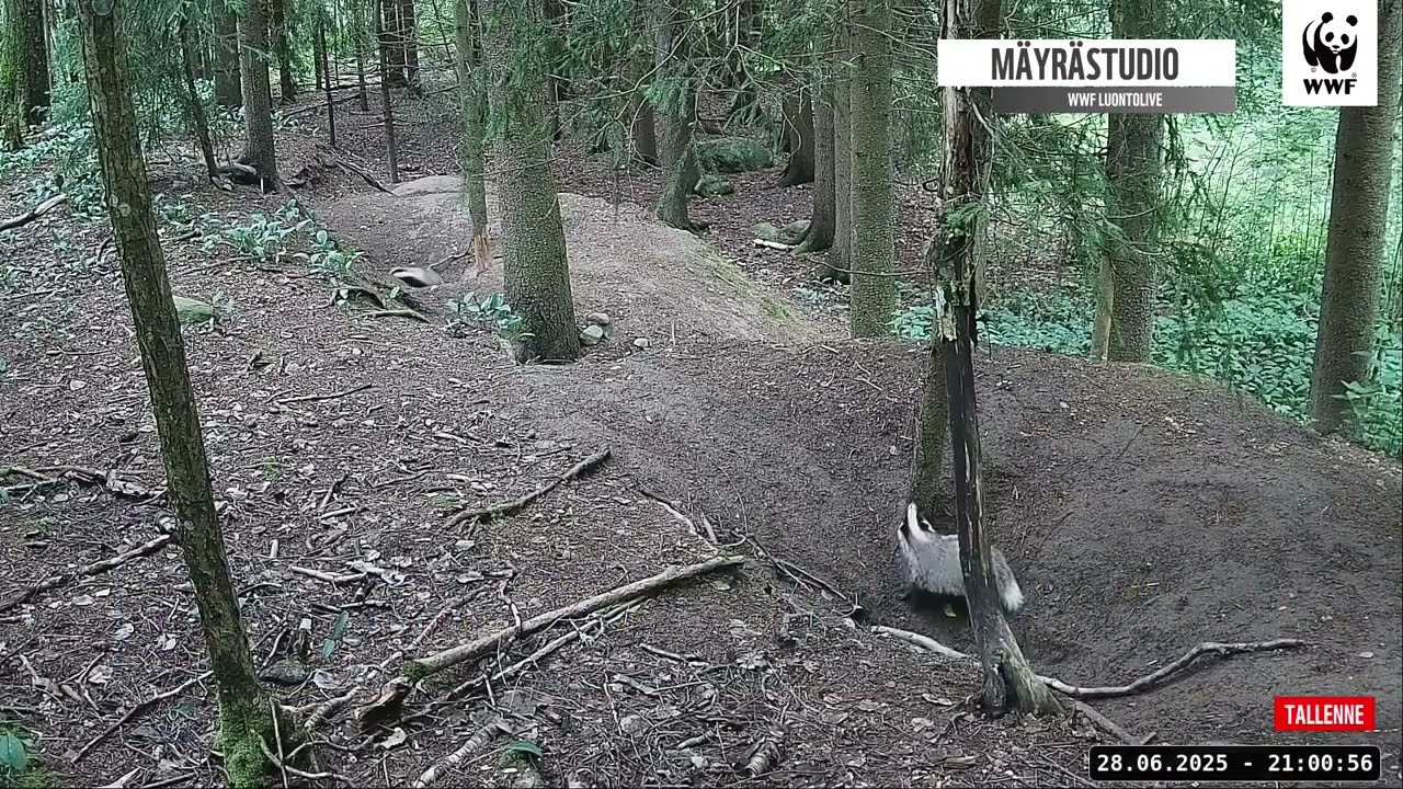 WWF:n Luontolive - Mäyrästudio