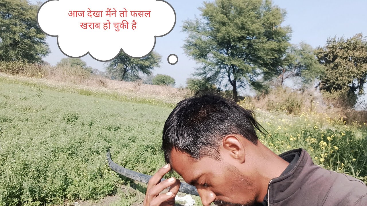 आज देखा मैंने तो मेरी फसल खराब हो चुकी हैं 😔😔😔🌿