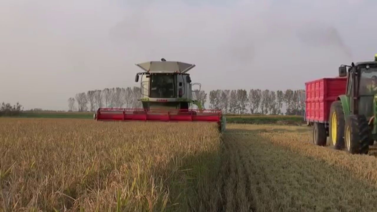 Raccolta Riso 2014. Claas Lexion 770 R750 Poluzzi HT900R8