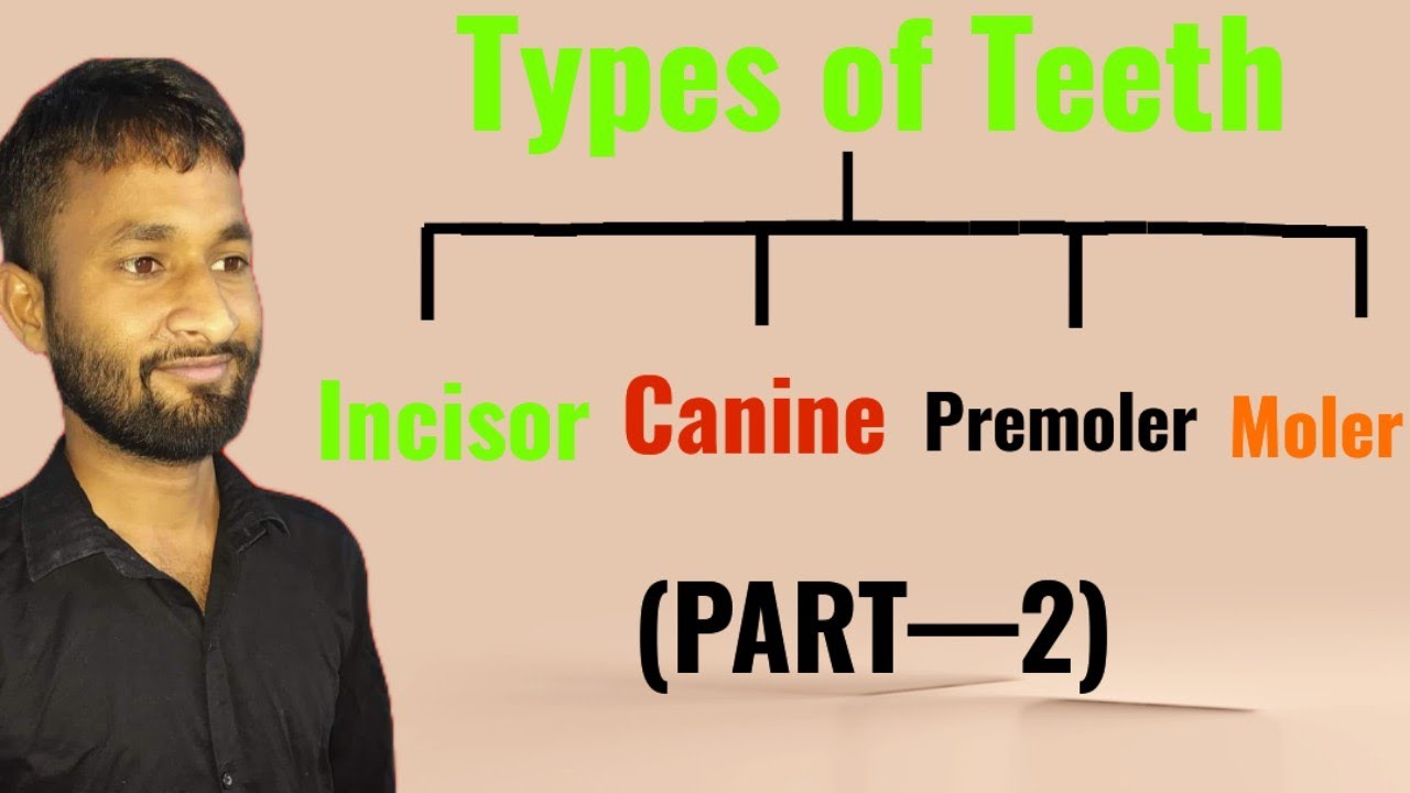 Types of Teeth|दांतों के प्रकार|Biology|BY-K.D SIR