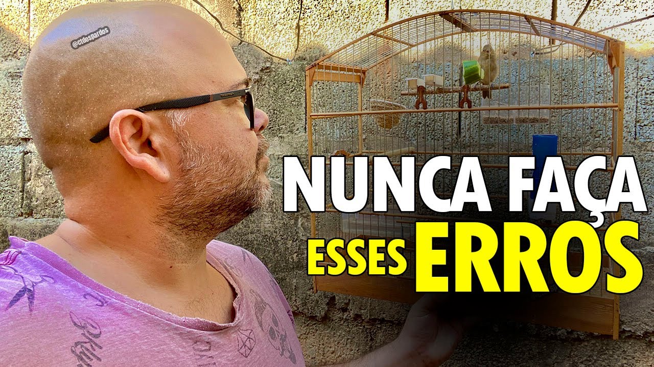 5 coisas NUNCA FAZER com seu coleiro pardo ou papa capim pardo