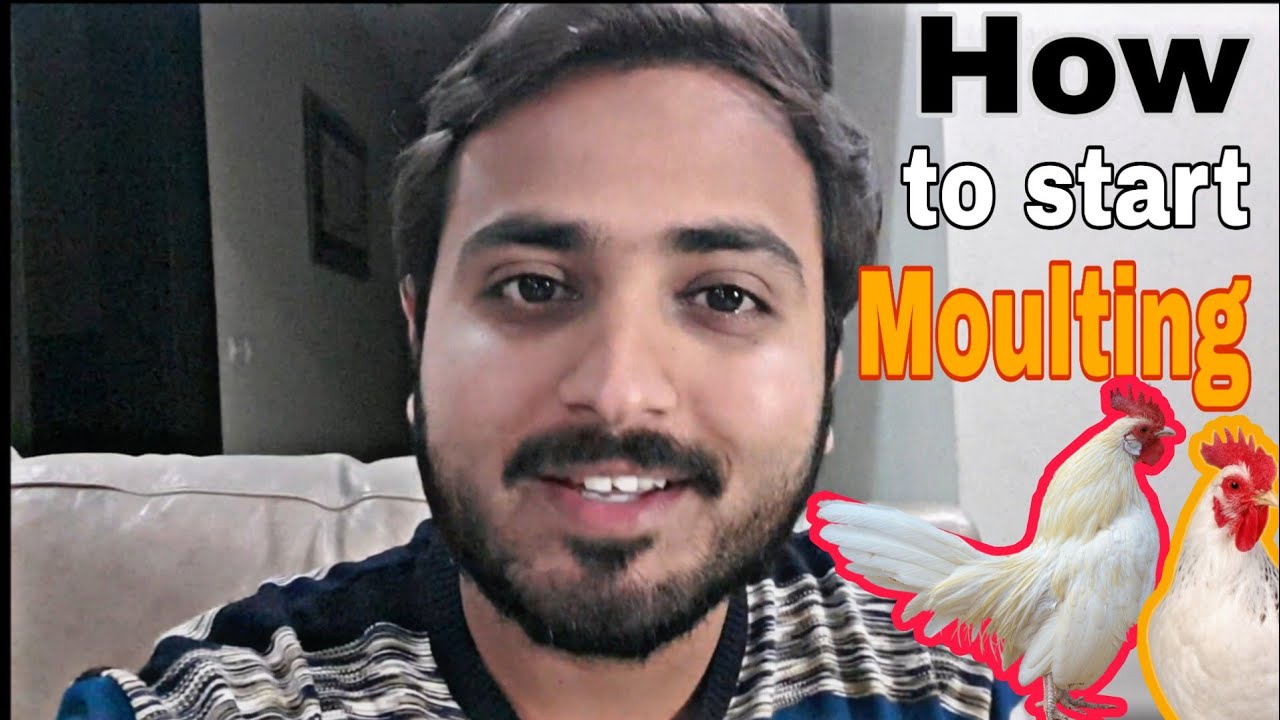 How to start Moulting Process 🐓🐓🐔 || Moulting in layer birds