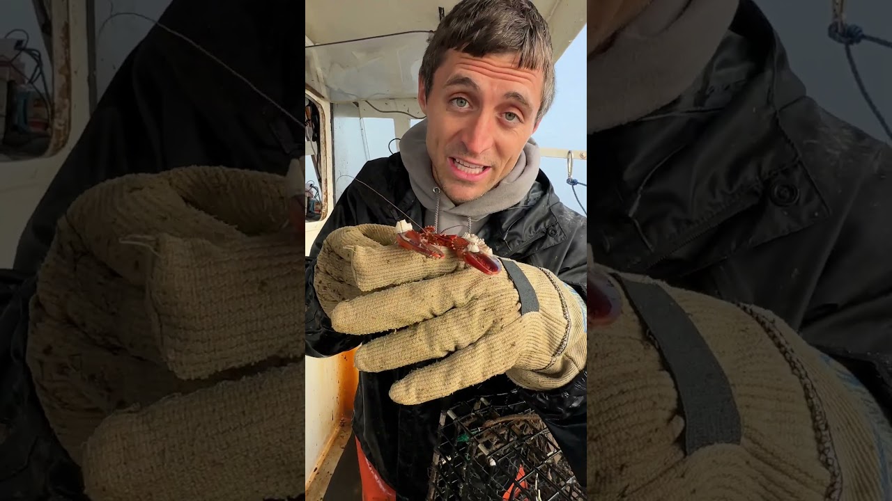 Baby Lobster Needed Help!