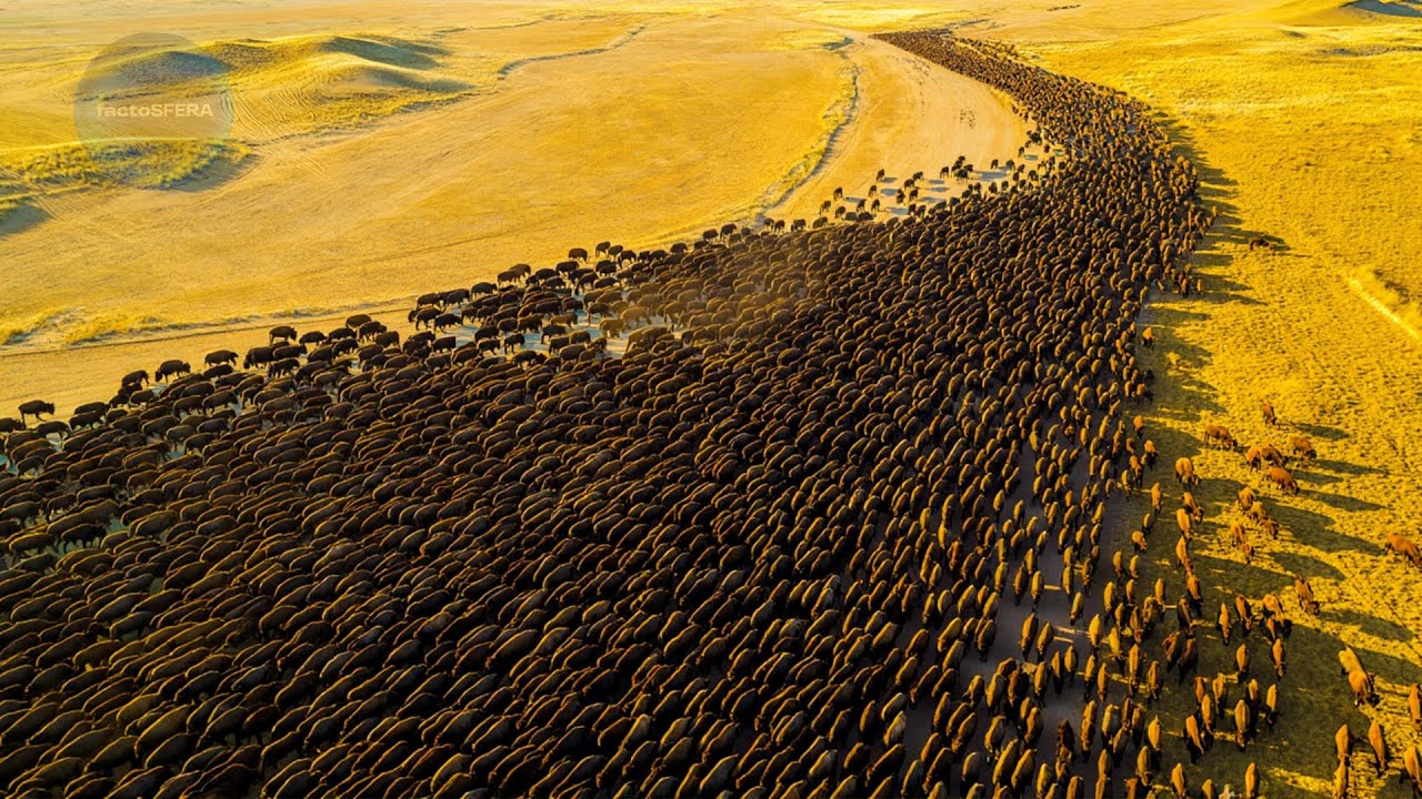 МЕКСИКАНЦЫ Выпустили 23 БИЗОНА в Пустыню | ВОТ Что СТАЛО Через 10 ЛЕТ