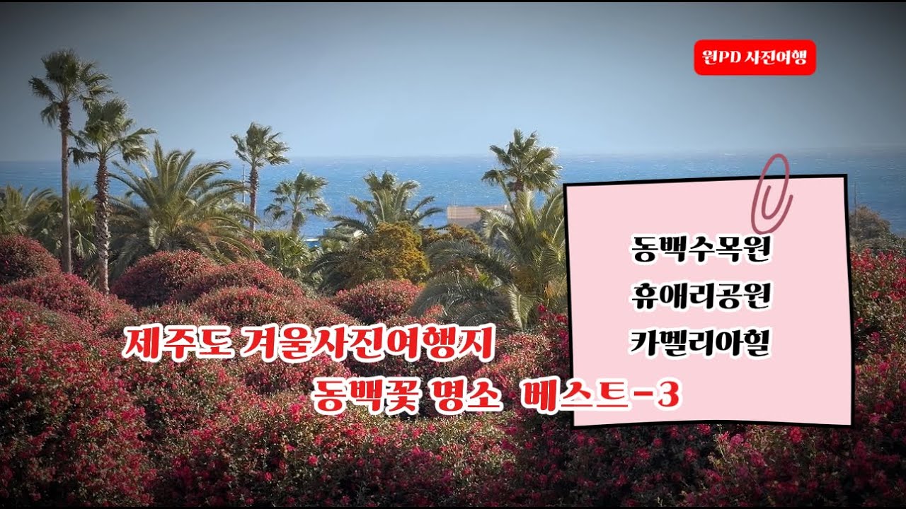 원PD 사진여행 - #겨울제주동백꽃명소 #제주동백여행지추천
