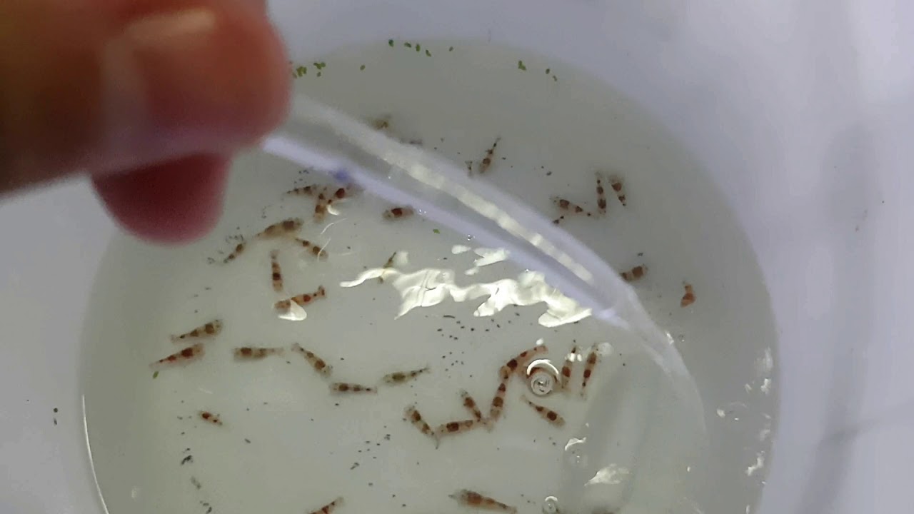SUPER EASY DRIP ACCLIMATION FOR SHRIMP!