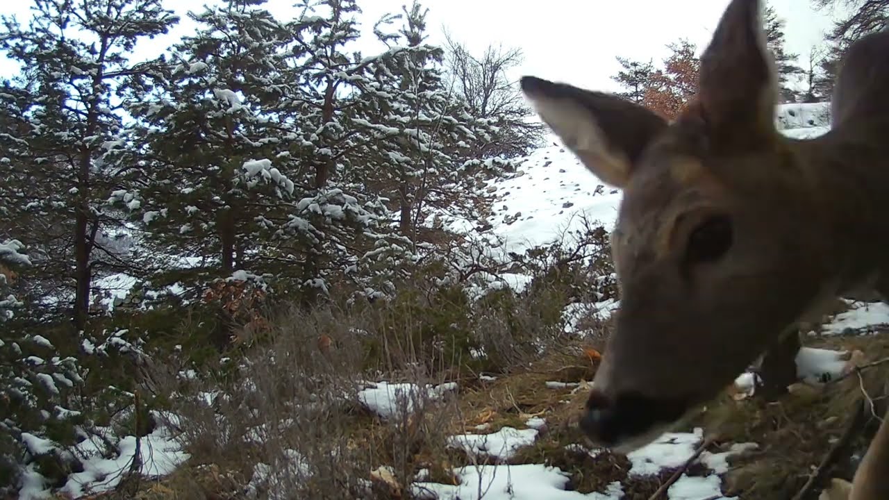 Cerfs, chevreuils, renards, lièvre - Janvier 2023