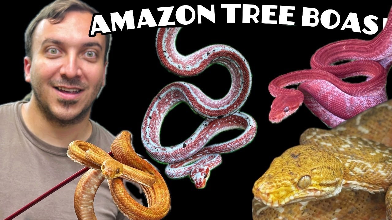 AMAZON TREE BOAS - THE BEST TREE BOA!