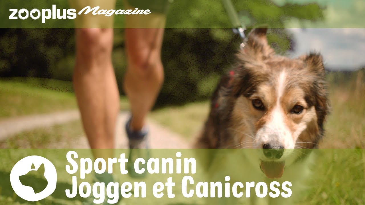 Jogging & canicross : courir avec son chien | Magazine zooplus
