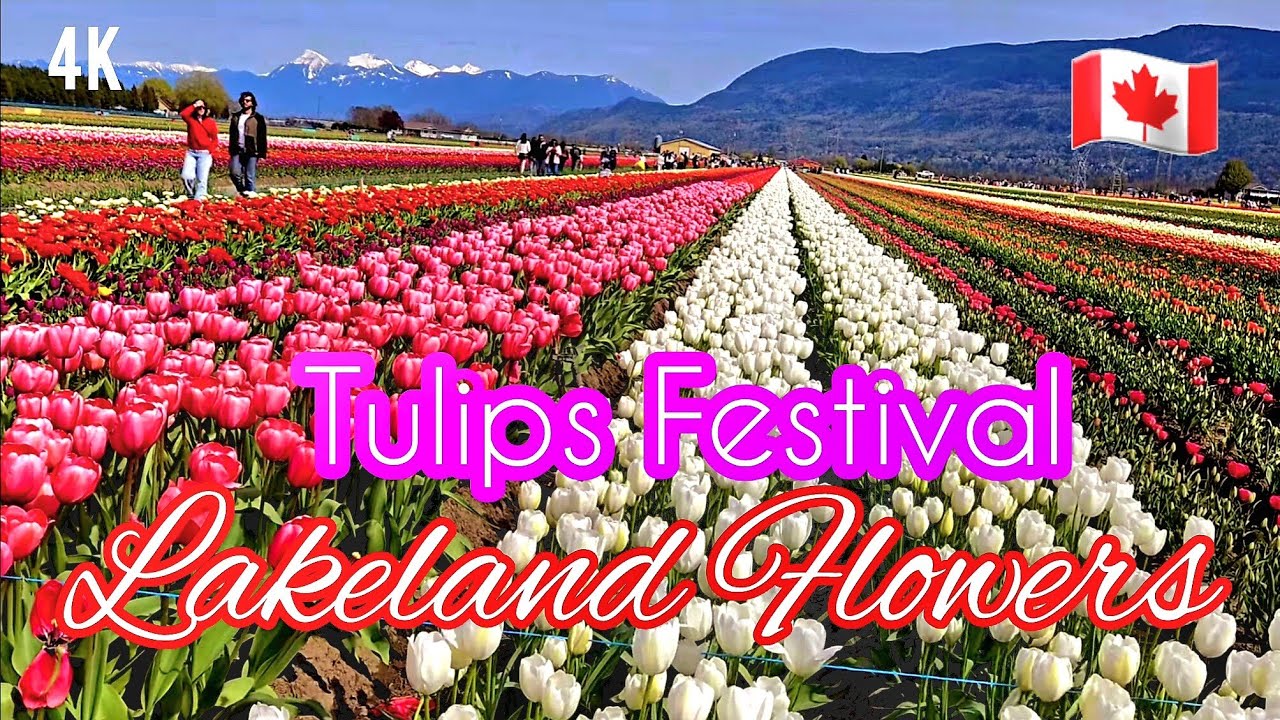 🇨🇦  [4K]  🌷🌷🌷Beautiful Abbotsford Tulip Festival, BC Canada 2025