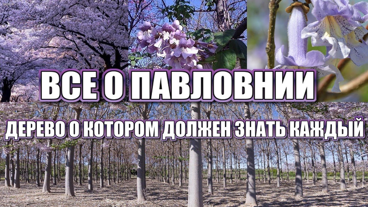 ВСЕ О ПАВЛОВНИИ. ПАВЛОВНИЯ - ДЕРЕВО, О КОТОРОМ ДОЛЖЕН ЗНАТЬ КАЖДЫЙ!