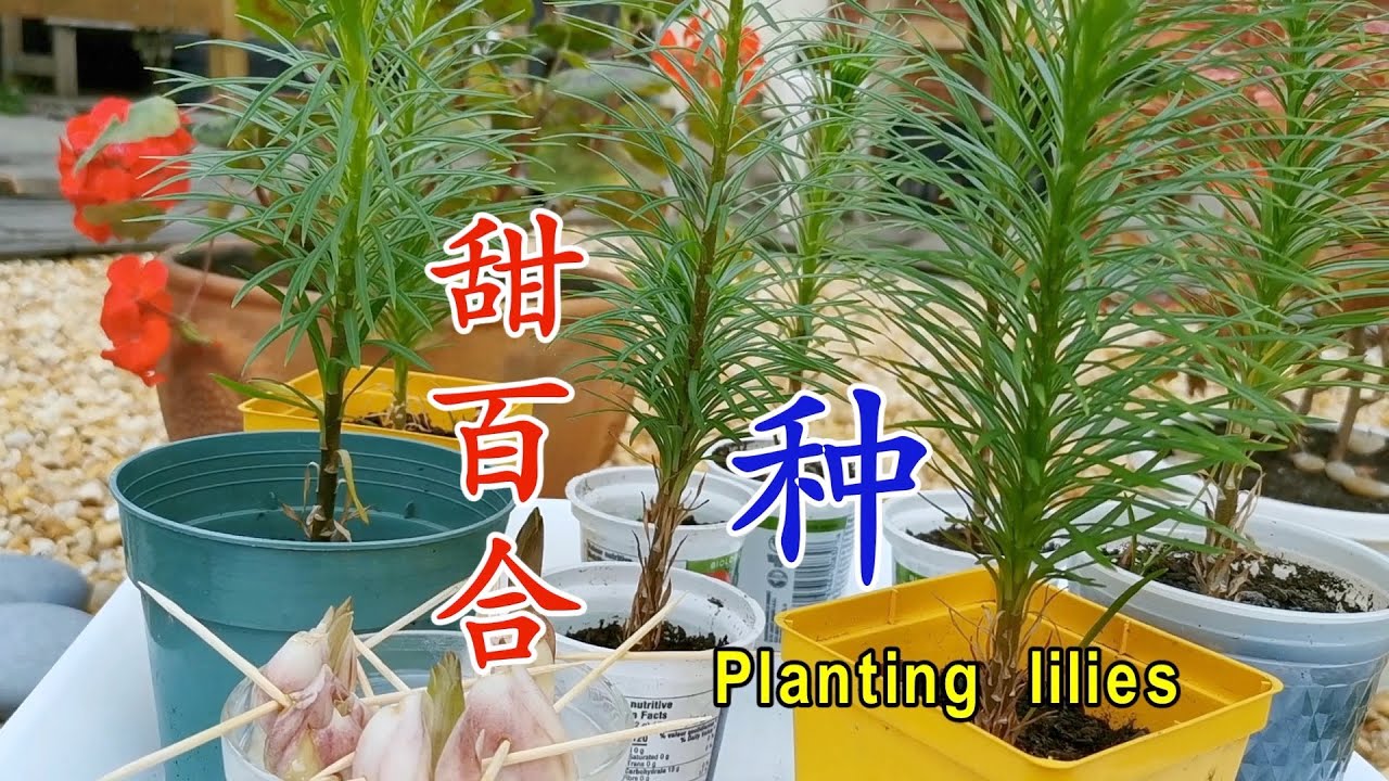 兰州百合种植方法 能生吃的甜百合 Planting Lanzhou Lily