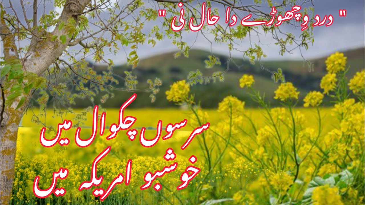 Mustard In Chakwal But Fragrance In America 