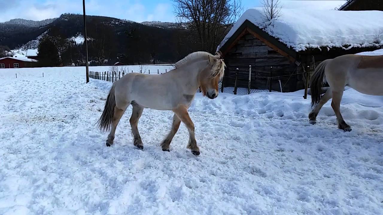 Fjordhest Fossa og Kitti leker ute i snøen