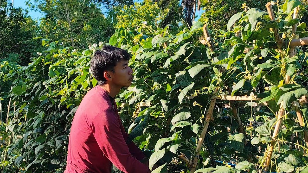 Living alone - growing my own food from planting to harvesting
