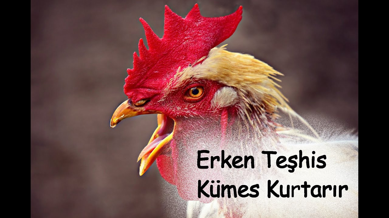 Tavuk Hastalıkları ve Belirtileri || Kümes Hayvanlarında Gözlemin Önemi