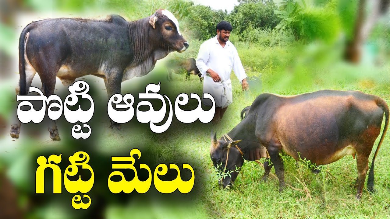 పుంగనూరు ఆవులు - సేద్యానికి శ్రేష్ఠమైనవి || Punganur cow, farming & development || Vinod Reddy