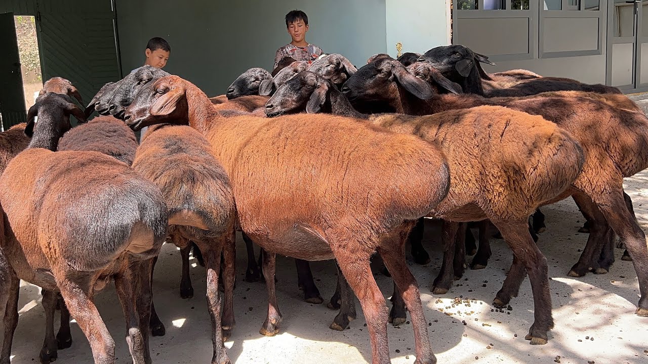 🔥 Axmatjon Akaga ELITA Bo‘g‘oz Sovluqlar Arzon Keldi! 🐑💥