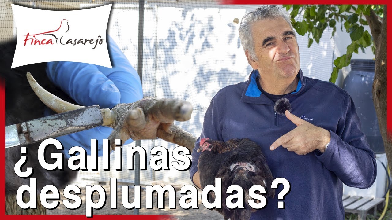 Por qué mi gallina tiene calvas en el lomo - Renovar el espolón del gallo y cortar uñas