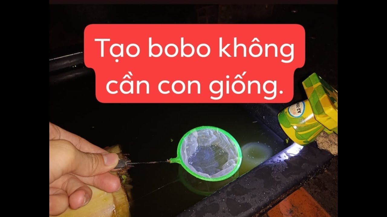 Tự tạo thức ăn siêu dinh dưỡng cho cá bảy màu|MrMén TV!