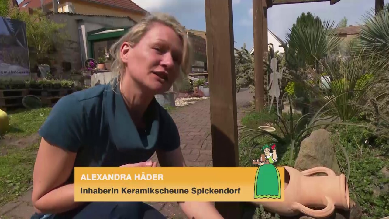 Kakteenschau 2017 in der Keramikscheune Spickendorf