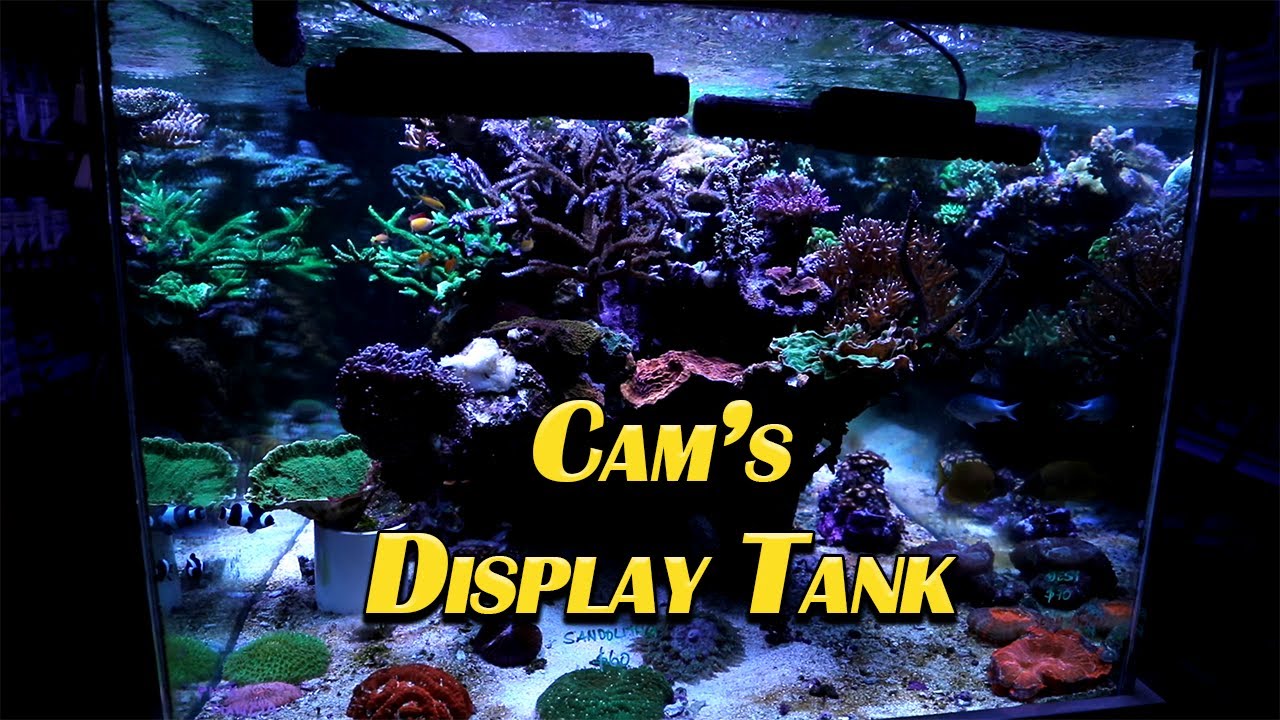 Cam's Display Tank --- Gallery Aquatica TV