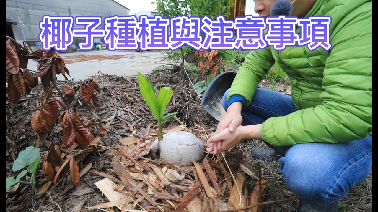 椰子種植與注意事項【2022/03/26】