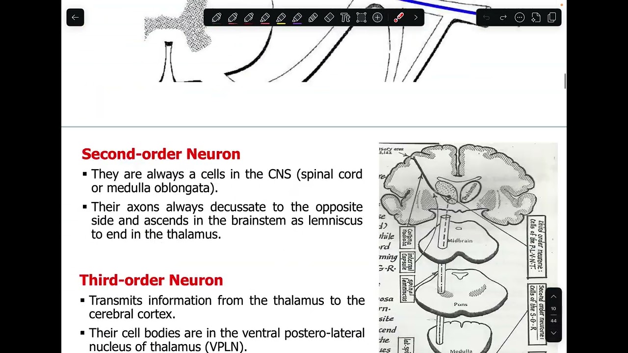 NS | Anatomy L9