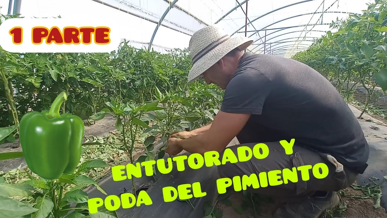 COMO ENTUTORAR Y PODAR LOS PIMIENTOS🫑 1° PARTE | Verdura Vital | ECOLÓGICO