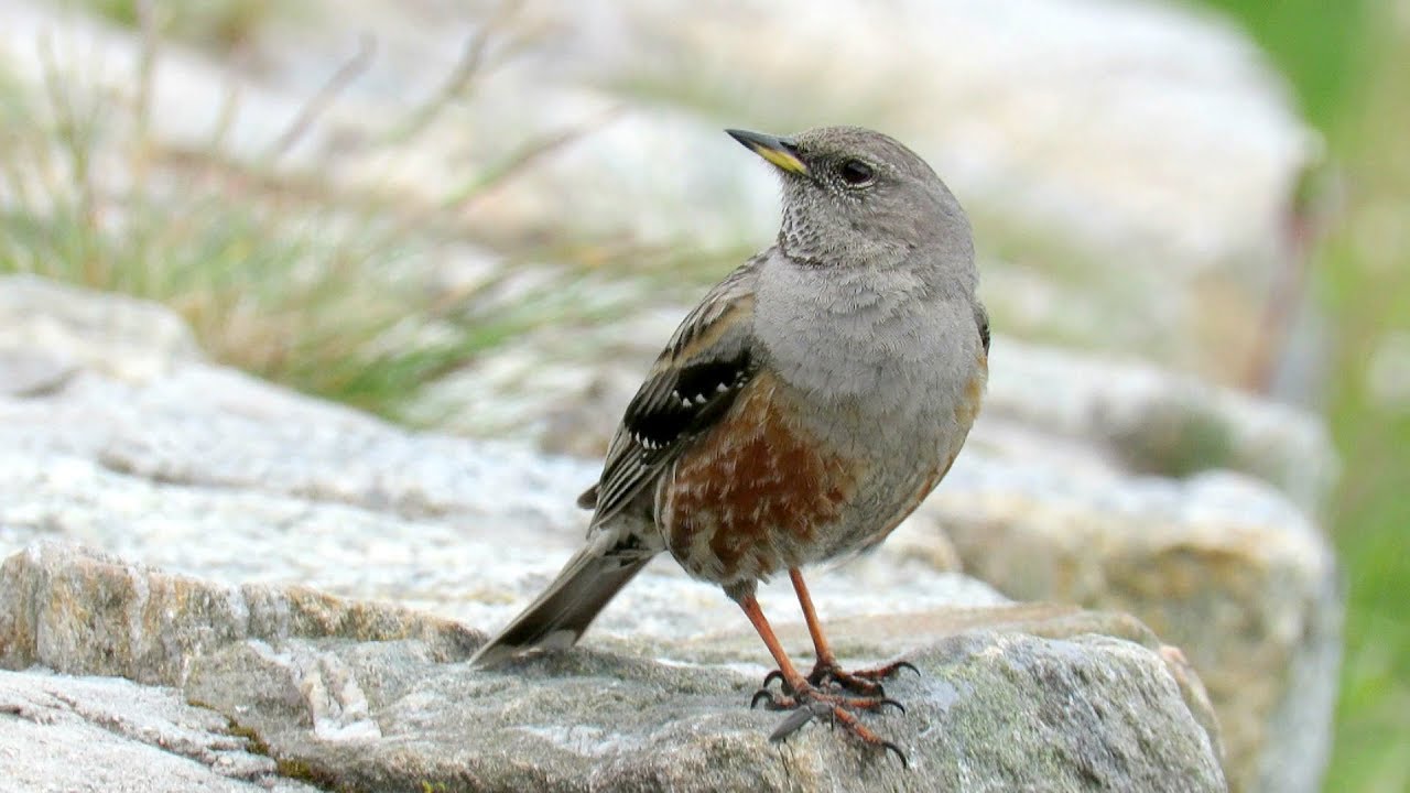 298. Pěvu&scaron;ka podhorn&iacute;, Prunella collaris, Alpine accentor, Alpenbraunelle