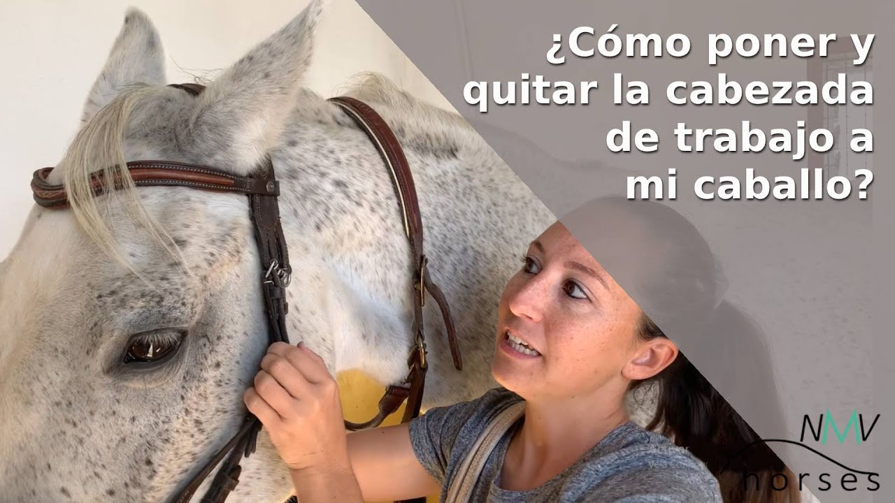 🐴Cómo poner y quitar la cabezada de trabajo a tu caballo PASO A PASO🐴