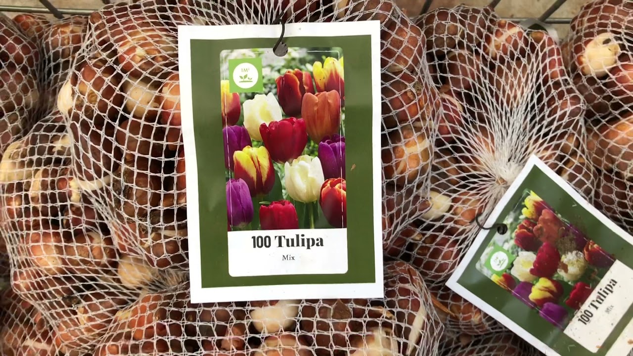 Bloembollen Tuincentum de Oosteinde