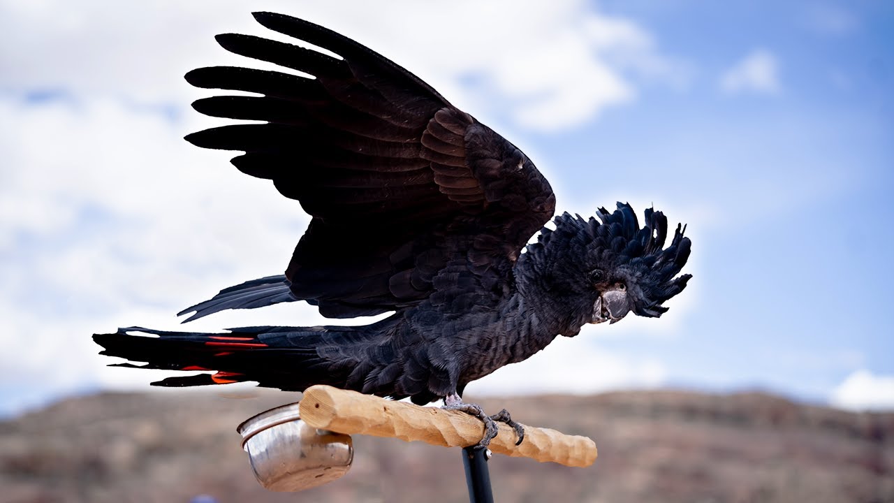 THE COOLEST PARROT YOU'LL EVER SEE | Flight Training Faye the Black Cockatoo