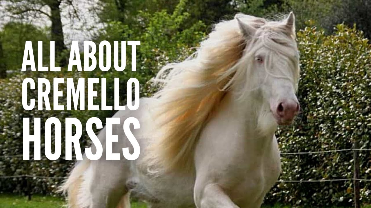Cremello Horses – Everything You Need to Know
