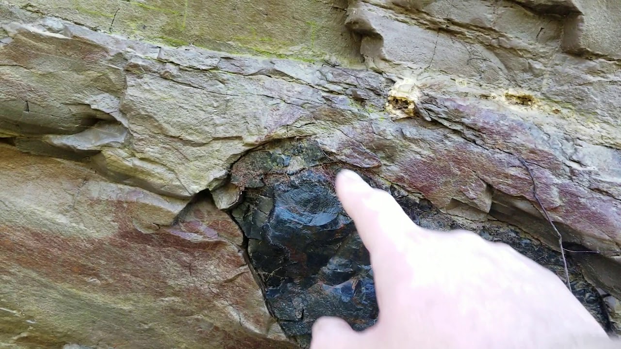 Rockhounding texas petrified wood fossil limbs