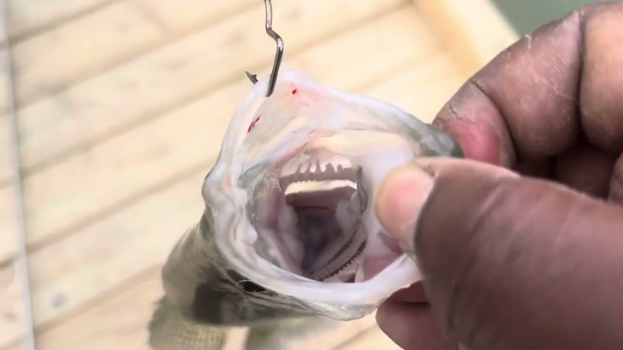 Trapper Tackle Hook. Large Hooks Doesn’t Matter🎣💪🏾❗️