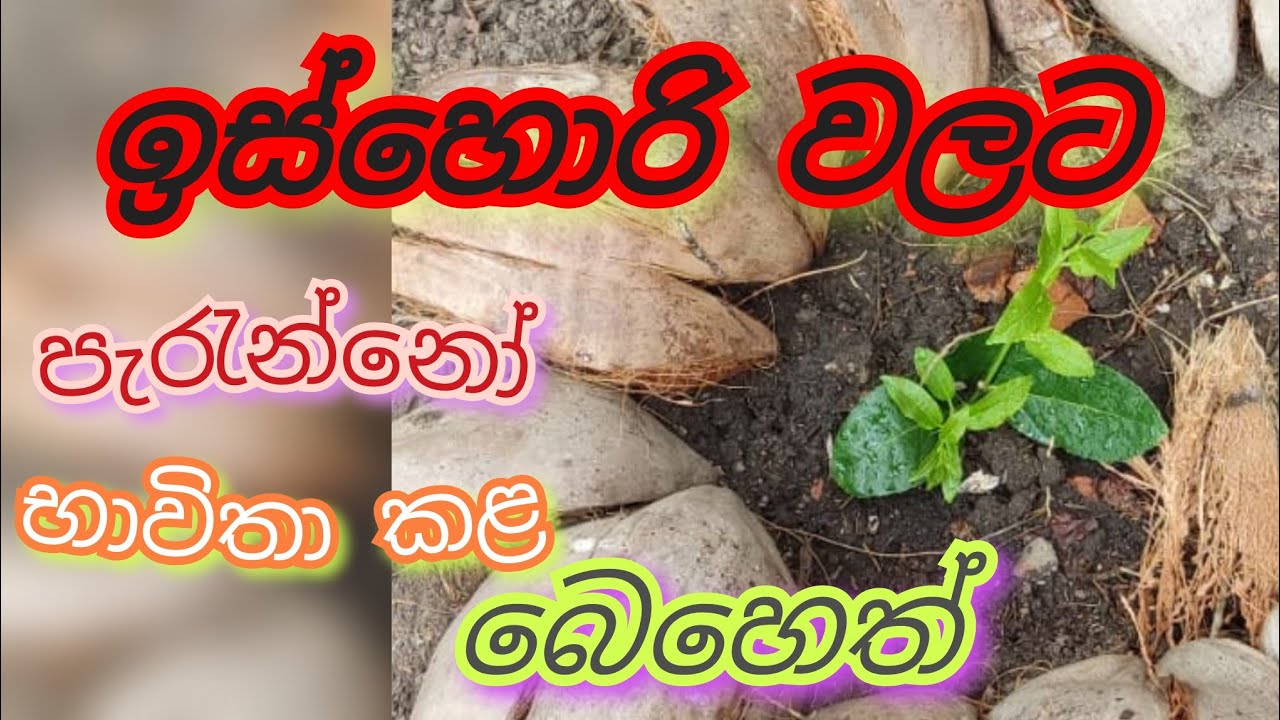 ඉස්හොරි වලට @#