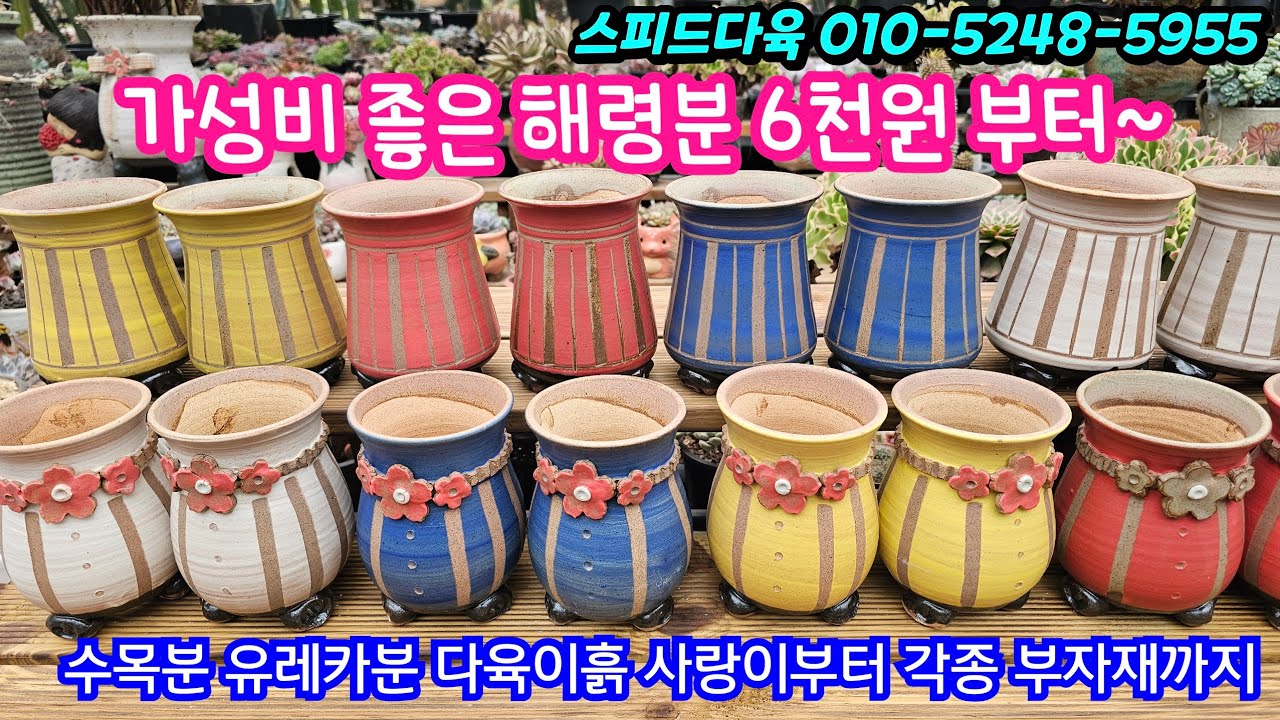 26.1.19 🌹가성비 좋고 예쁜 해령분 6천원부터 유레카분 수목분 다육이흙 사랑이부터 각종 부자재까지 한번에 소개해요🌹 #스피드다육 010-5248-5955 
